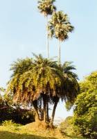 Botanischer Garten 4 